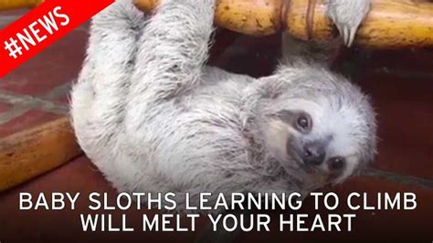 These Orphan Baby Sloths Learning To Climb In A Brilliant Way Are