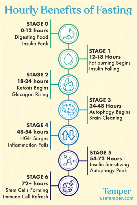 Metabolic Step By Step Stages Of Fasting In The First 72hrs Temper