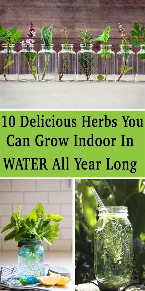 You Can Grow Herbs Indoors In Water All Year Long For Endless Supply In