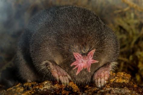 14 Fascinating Star Nosed Mole Facts Fact Animal
