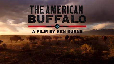 American Buffalo A Film By Ken Burns Twin Cities PBS