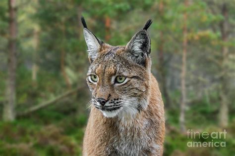 Eurasian Lynx In Forest Photograph By Arterra Picture Library Pixels