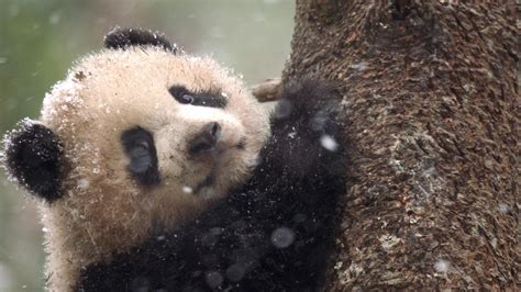 Pandas Born To Be Wild About Nature Pbs