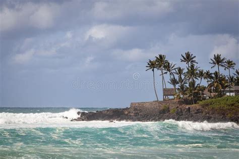 Waimea Bay Seascape With Palm Trees Stock Image Image Of Island