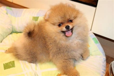 Free state closed its doors in december of 2016. Pomeranian Puppies For Sale | Baltimore, MD #222361