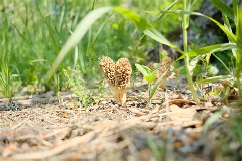 Foodstuffs: In Pursuit Of Morels, A Fungus Worth Finding | New ...