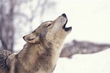 9: Crying Wolf - Crying Wolf | HowStuffWorks