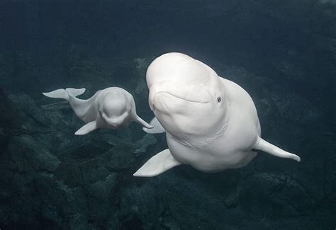 Beluga Whale Facts Habitat Sounds Diet Baby Videos Beluga Whales