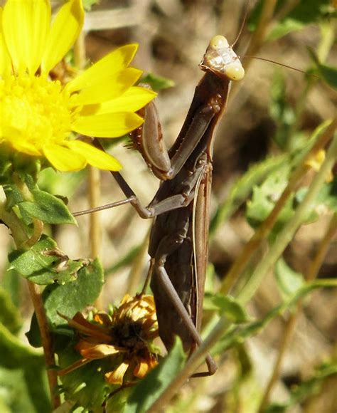 European Mantis Project Noah