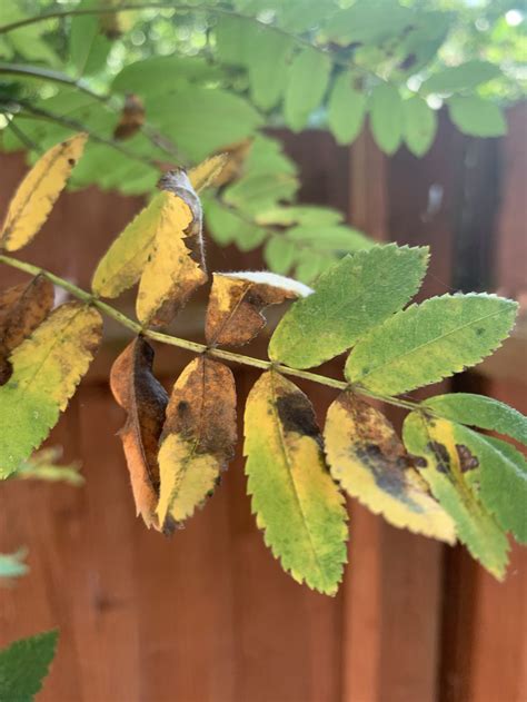 Rowan Tree Yellowing — Bbc Gardeners World Magazine