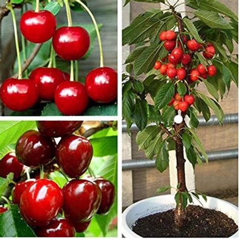 Rare Dwarf Bing Cherry Fruit Tree Or Seeds Great For Etsy