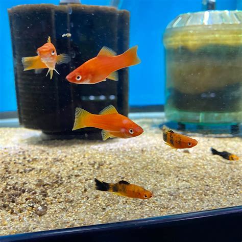 Red Albino Swordtail For Sale At Aquarium Fish Depot