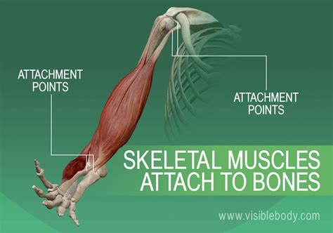 Muscular System Overview 5 Facts About Muscles Learn Muscle Anatomy
