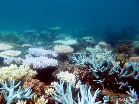 Climate Change Is Killing Coral On The Great Barrier Reef The Two Way