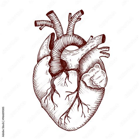 Anatomical Heart Vector Vintage Style Detailed Illustration Human