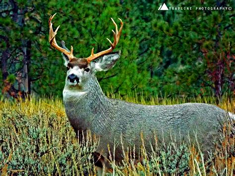 Fwp Region 6 Mule Deer And Whitetail Deer Aerial Survey Findings Released