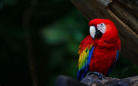 Macaw Wallpapers Top Free Macaw Backgrounds Wallpaperaccess