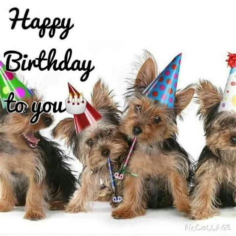 Pin By Bertha Urdang On Yorkies By Bertha Happy Birthday Dog Happy