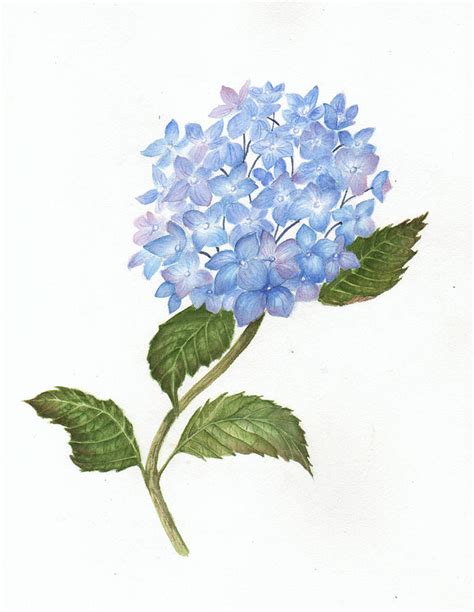 Blue Hydrangea Painting By Elaine F Thompson Pixels