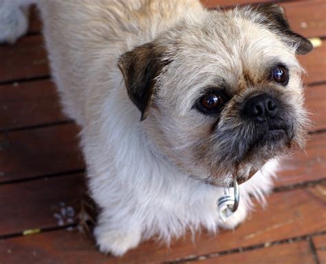 Chester Small Male Pug X Shih Tzu Dog In Vic Petrescue