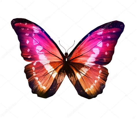 Pink Butterfly Stock Photo By ©suntiger 55248429