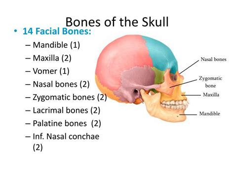 Ppt Bones Of The Skull Powerpoint Presentation Free