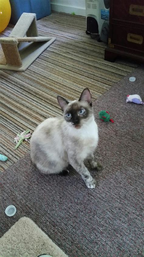Cat For Adoption Bernadette A Siamese And Manx Mix In Fayetteville Ar