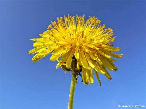 We did not find results for: Purdue Turf Tips: Weed of the month for February 2015 is ...