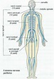 Sistema nervoso umano riassunto - Studia Rapido