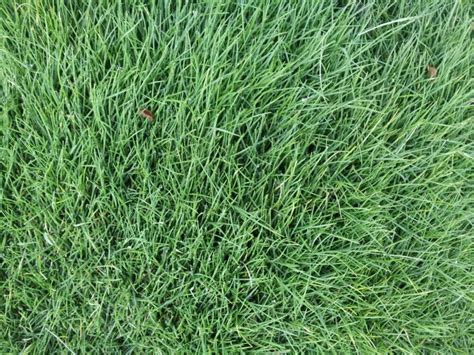 Zoysia Tenuifolia זואיסיה דקת עלים Korean Velvet Grass Ramat Hanadiv