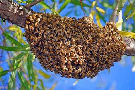 Active bee swarm simulator codes. BREAKING NEWS Roblox Bee Swarm Simulator Codes For 2021 Tapvity FULL Version HD Quality 2021 ...