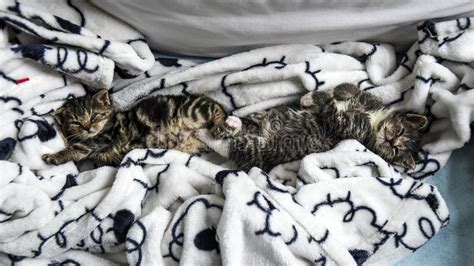 Small Cute Kittens Lying In Blanket At Home Stock Image Image Of