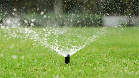 How Often To Water Zoysia Grass Storables