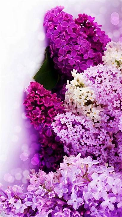 Purple Flowers Background Flower Android Wallpapers Backgrounds