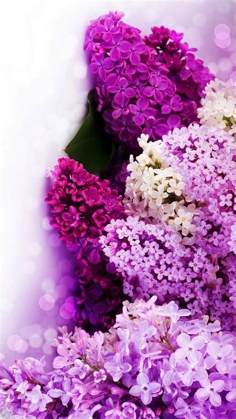 Select your favorite images and download them for use as wallpaper for your desktop or phone. Purple Flowers Background For Android | 2020 Cute Wallpapers