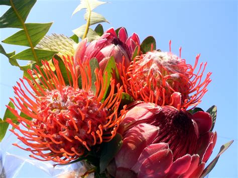 Exotic Bouquet Flowers Of South Africa The King Protea Flickr