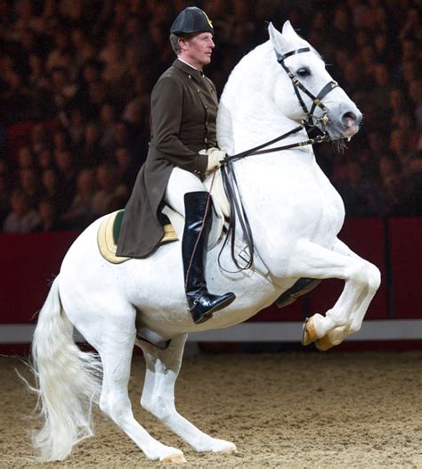 Lipizzaner Stallions Horse Breed Profile Traits Facts Care Mammal Age