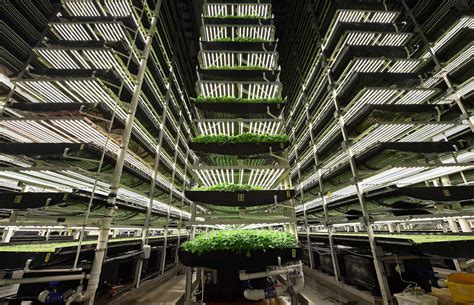Vertical Farms And The Future Of Agriculture Egreenews