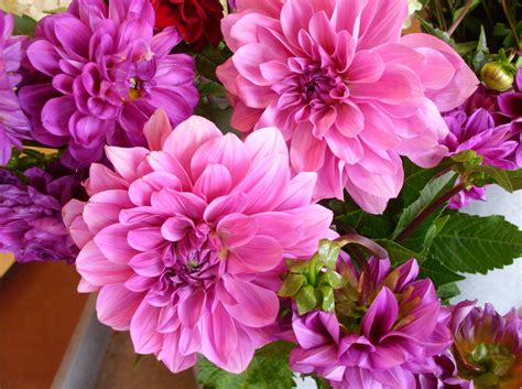 Dahlias Flowers Bright Wallpaper Hd Flowers 4k Wallpapers Images Photos And Background