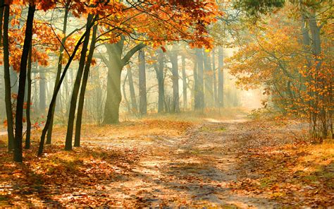 Autumn Forest Wallpapers Top Free Autumn Forest Backgrounds Wallpaperaccess
