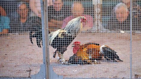 une pétition pour interdire les combats de coqs dans le nord pas de calais recueille plus de