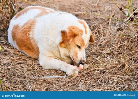 Cute Dog Eating Bone Stock Photo Image Of Animals Expression 53106182