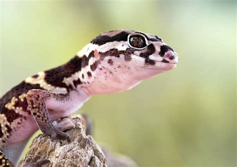 Banded Gecko Photograph By Nicolas Reusens Fine Art America