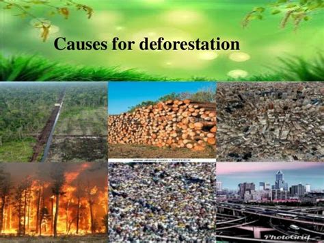 India Deforestation