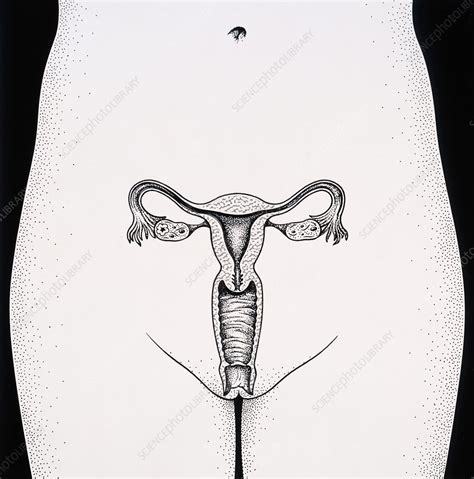 Female Reproductive Organs Stock Image P616 0355 Science Photo