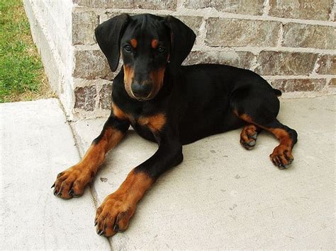 Pretty Doberman Puppy A Photo On Flickriver Doberman Puppy