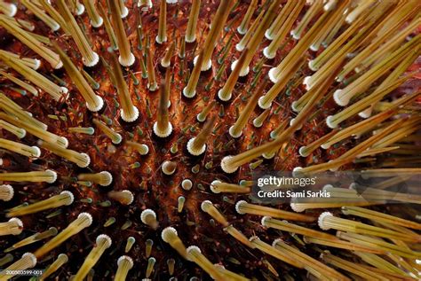 Sea Urchin Closeup Underwater View High Res Stock Photo Getty Images