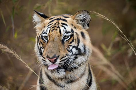 Indian Tiger Pixahive