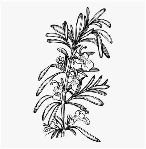 Rosemary Rosemary Drawing Png Transparent Png Transparent Png