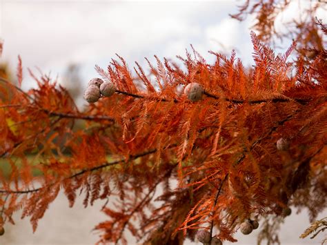 Bald cypress prefer wet, swampy soils (on riverbanks, floodplains, or wet depressions) but are widely adaptable. Bald Cypress Tree - Dallas, Texas - Treeland Nursery